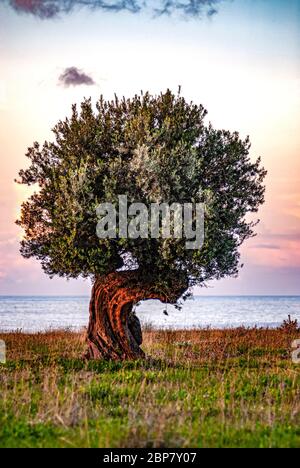 Italien Kalabrien - Land - Olivenbaum im Sonnenuntergang Stockfoto