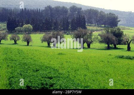 Olivenbaum Plantage. Fotografiert in Galiläa, Israel im Winter Stockfoto