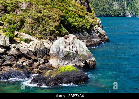 Seal Rock und Pelz Seehunde in Milford Sound's Fjord Land in der Südinsel von Neuseeland. Stockfoto