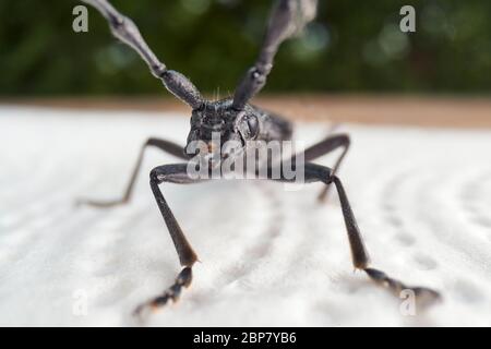 Langhornkäfer kriecht auf einer Serviette Stockfoto
