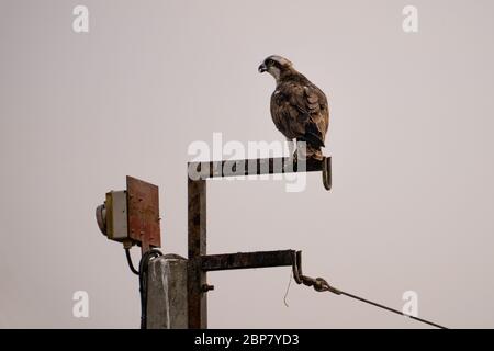 Der Fischadler oder genauer gesagt der westliche Fischadler (Pandion haliaetus) - auch als Seefalke, Flussfalke und Fischfalke - ist ein tagnisches, fischfressendes b Stockfoto