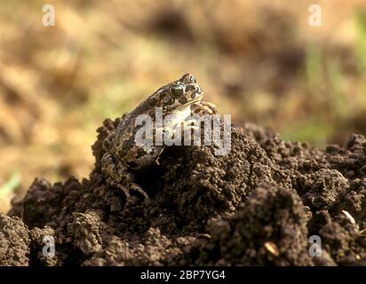 Grüne Kröte (Pseudepidalea variabilis früher in Bufo viridis oder Pseudepidalea viridis) fotografiert in Israel im Dezember Stockfoto