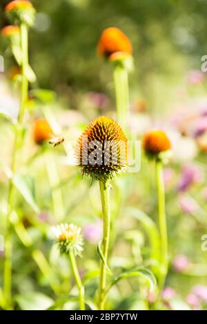 Echinacea purpurea blüht ohne Blütenblätter im Garten an hellen sonnigen Tag. Stockfoto