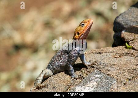 Männliches Rotkopffelsagama (Agama agama), das sich in der Sonne auf einem Felsen sonnt, fotografiert im Serengeti Nationalpark, Tansania Stockfoto