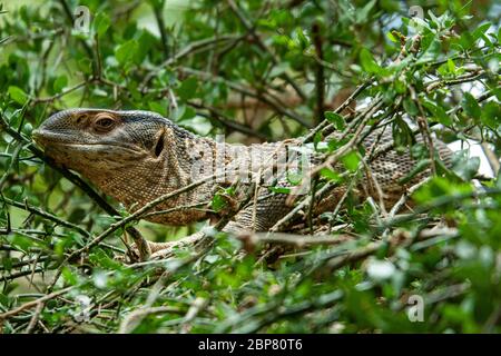 Weibliche Rotkopffelsagama (Agama agama) auf einem Felsen in der Sonne aalen fotografiert im Serengeti Nationalpark, Tansania Stockfoto