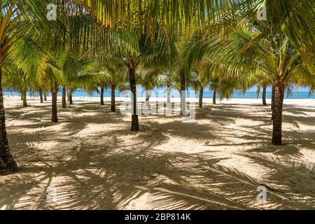 Grüne Kokospalmen auf weißem Sandstrand in der Nähe des Südchinesischen Meeres auf der Insel Phu Quoc, Vietnam. Reise- und Naturkonzept Stockfoto