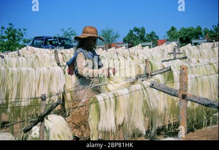 Sisal (Agave sisalana) trocknend. Diese Faser wird für die Herstellung von Seil verwendet. Fotografiert in Madagaskar Stockfoto