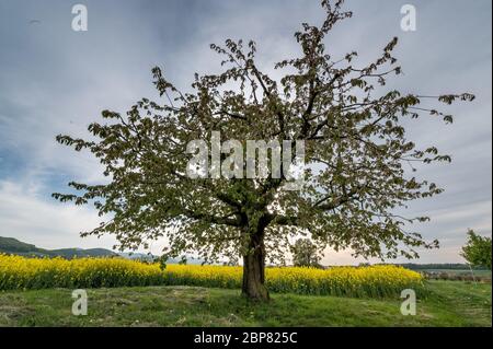 Blühende Kirschbaumblüte im Baselbiet Stockfoto