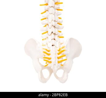 Untere Wirbelsäule Steißbein und Kreuzbein auf weißem Hintergrund, isolieren. Steißbein Anatomie, Krankheit Kokzygodynie, Spondylolisthesis Stockfoto