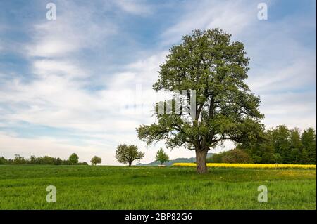 Schöne Frühlingslandschaft mit einem riesigen Birnenbaum und einer Wiese mit blühendem Löwenzahn Stockfoto