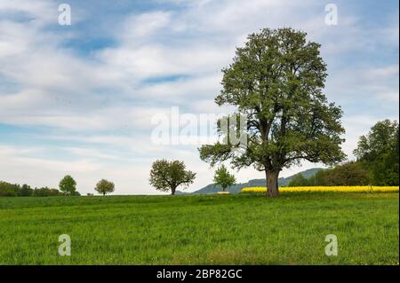 Schöne Frühlingslandschaft mit einem riesigen Birnenbaum und einer Wiese mit blühendem Löwenzahn Stockfoto