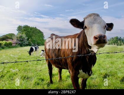 Braune und weiße Kuh, die im grünen Feld hinter Stacheldraht steht Stockfoto