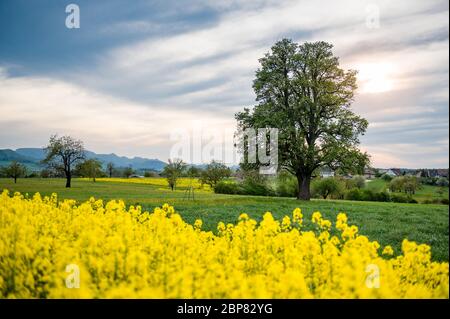 Schöne Frühlingslandschaft mit einem riesigen Birnenbaum und einem blühenden Rapsfeld Stockfoto