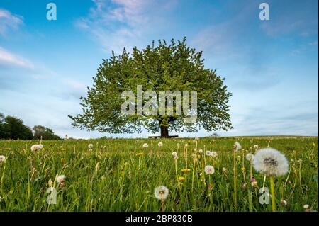 Perfekt geschüttelter Frühlingsbaum in Wiese Stockfoto