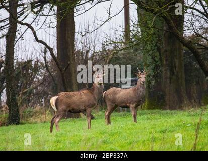 Hirsch Stockfoto