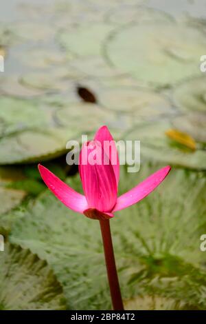 Nymphaea Nouchali Burm. Blume Stockfoto