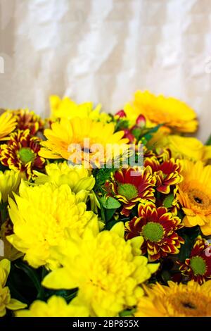 Schönes Bouquet mit gelben und roten Chrysanthemen close-up. Stockfoto