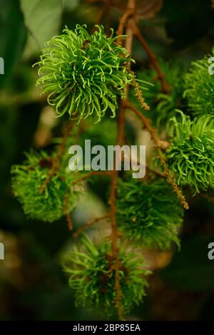 Grüner Rambutan, Nephelium lappaceum, die Litschi wie Frucht Stockfoto