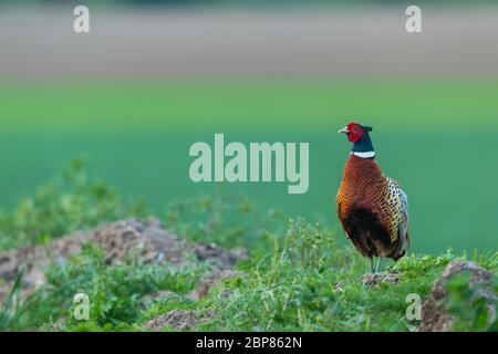 Fasan, männlich, ringhaltig oder gemeiner Fasan ( Wissenschaftlicher Name: Phasianus colchicus) im Frühling. Stand am Rande des Ackerlandes. Hintergrund Reinigen Stockfoto