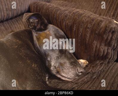 Ein schwarzer und brindle Staffordshire Bull Terrier gekreuzt mit einer oder mehreren unbekannten Rassen Stockfoto