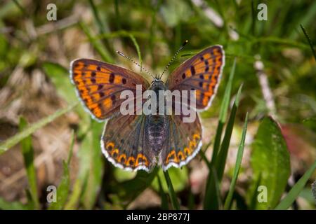 Lepidoptera Lycaena tityrus (kupferner Schmetterling brauner Feuerfalter) weiblich Stockfoto