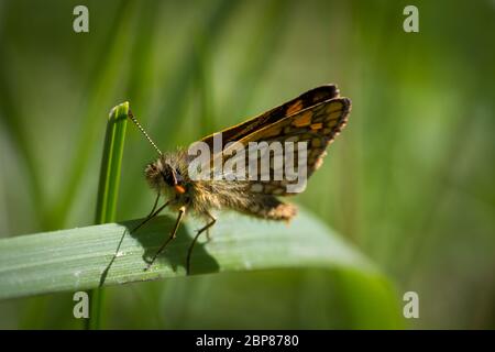 Carterocephalus palaemon (arktischer Skipper / Gelbwürfeliger Dickkopffalter) Stockfoto