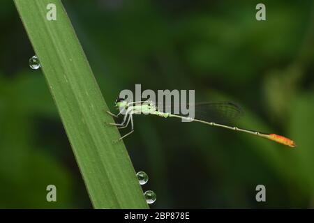 Eine Pinhead Wisp Damselfly auf einem Grasblatt mit Tautropfen rund thront Stockfoto