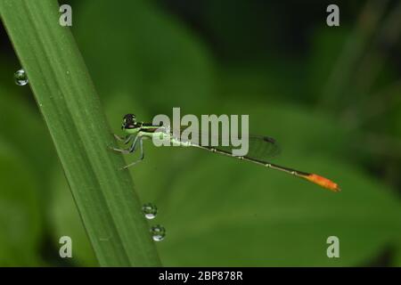 Eine Pinhead Wisp Damselfly auf einem Grasblatt mit Tautropfen rund thront Stockfoto