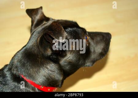 Ein schwarzer und brindle Staffordshire Bull Terrier gekreuzt mit einer oder mehreren unbekannten Rassen Stockfoto