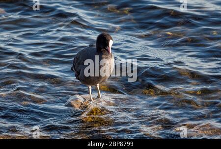 Gemeiner Moorhuhn Vogel steht auf einem Stein im Wasser Stockfoto