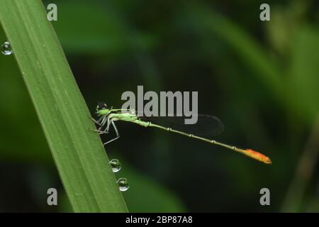 Eine Pinhead Wisp (Agriocnemis femina) Damselfliege auf einem Grasblatt mit Tautropfen um Stockfoto