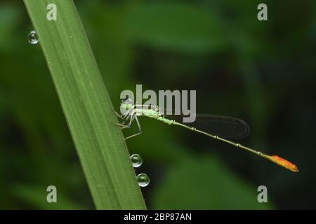 Eine Pinhead Wisp Damselfly auf einem Grasblatt mit Tautropfen rund thront Stockfoto