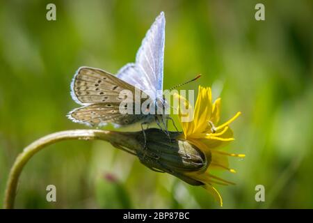 Lepidoptera Euplagia quadripunctaria (Common blue butterfly / Schmetterling Hauhechel-Bläuling) Stockfoto