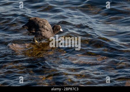 Gemeiner Moorhuhn Vogel steht auf einem Stein im Wasser bereit zu tauchen und zu schwimmen Stockfoto