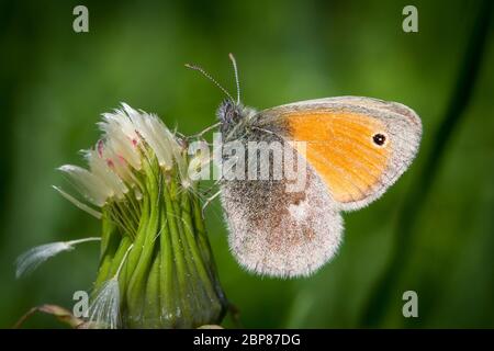 Kleine Heide Schmetterling (Lepidoptera Coenonympha pamphilus) Fütterung auf eine rosa Blume Stockfoto