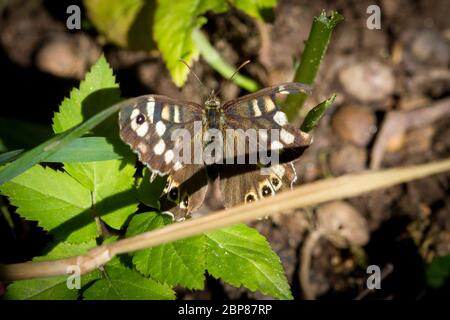 Lepidoptera Pararge semiargus (libel Butterfly / Schmetterling Waldbrettspiel) Stockfoto