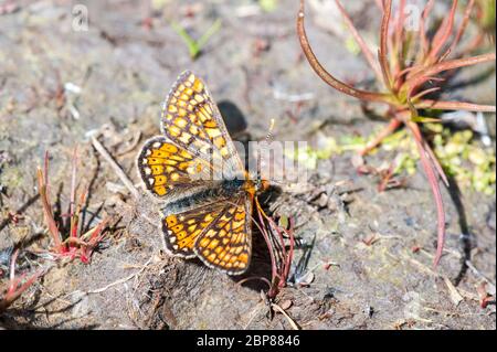 Marsh Fritillary Schmetterling Sonnen auf dem Boden Stockfoto