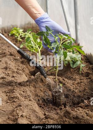 Weibliche Gärtner Behandlung Wurzeln von Tomaten Sämlinge von Krankheiten und Schädlingen vor dem Pflanzen in den Boden mit Drucksprüher. Kultivierung von ve Stockfoto
