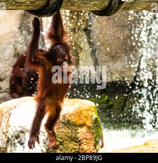 Ein junger Orang-Utan schaut herunter, während er an einem Anhang in einem Zoo hängt. Stockfoto