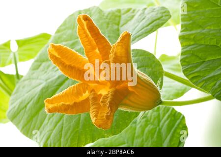 Frische gelbe Kürbisblume, cucurbita maxima, aus nächster Nähe Stockfoto