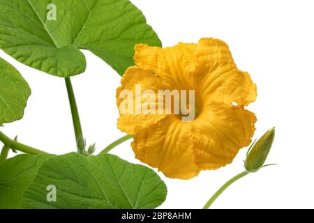 Frische gelbe Kürbisblume, cucurbita maxima, Nahaufnahme auf weißem Hintergrund Stockfoto