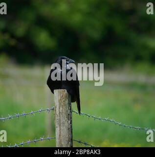 Aas Krähe sitzt auf Pfosten Stockfoto