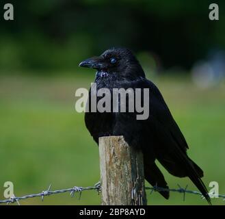 Aas Krähe sitzt auf Pfosten Stockfoto