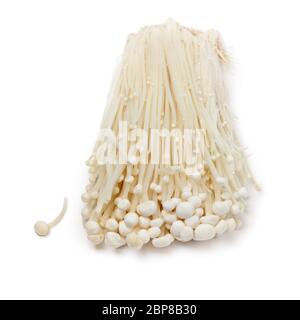 Cluster von frisch kultivierten weißen Enokii Pilze schließen auf weißem Hintergrund isoliert Stockfoto