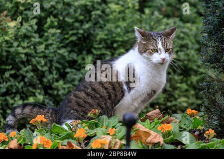 Larry the Cat, berühmte Katze und Chief Mouser, sitzt in den Blumen außerhalb 10 Downing Street, Westminster, London Stockfoto