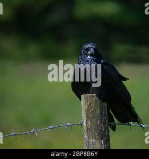 Aas Krähe sitzt auf Pfosten Stockfoto