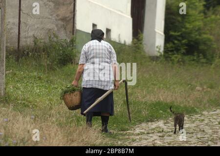 Sibiu County, Rumänien. Ältere Frau, die mit einem Korb Unkraut und einer Sense auf der Dorfstraße läuft, und Katze folgt ihr. Stockfoto