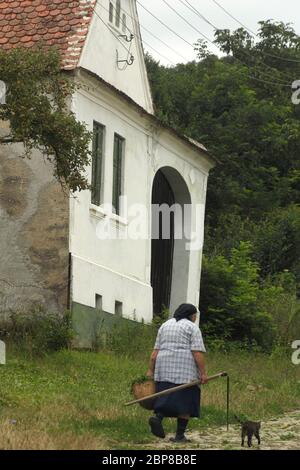 Sibiu County, Rumänien. Ältere Frau, die mit einem Korb Unkraut und einer Sense auf der Dorfstraße läuft, und Katze folgt ihr. Stockfoto