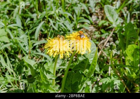 Ein Hummel-Insekt auf einer gelben Blume, zwei Bienen auf Löwenzahn Stockfoto
