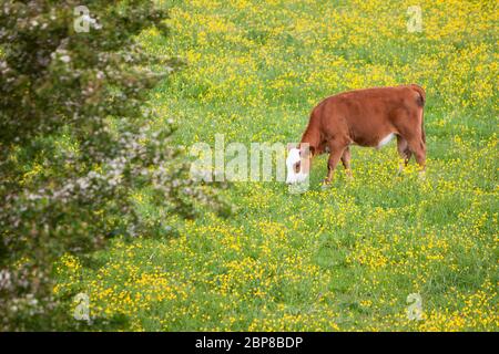 Kalb grasen in Wiesenweide voller gelb blühender Butterblumen Stockfoto